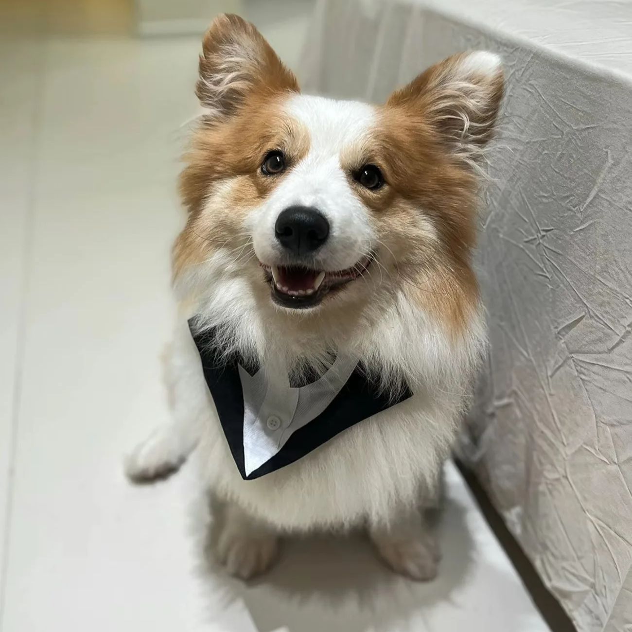 Suitsupply Wedding Tuxedo - Abbigliamento per Cani: Abito Formale Elegante